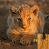 Baby Animal Jigsaw Puzzles 's icon