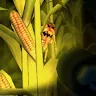 Cornbabies: The Game 's icon