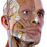 Visual Anatomy 3D - Human body 's icon